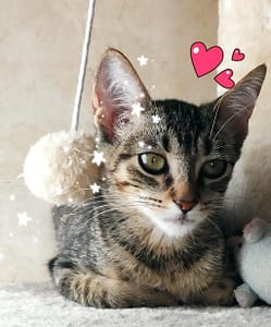 Gretel - cat for adoption