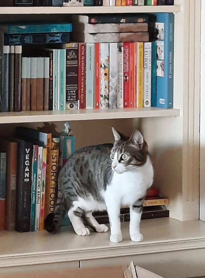 Chispito-bookshelf