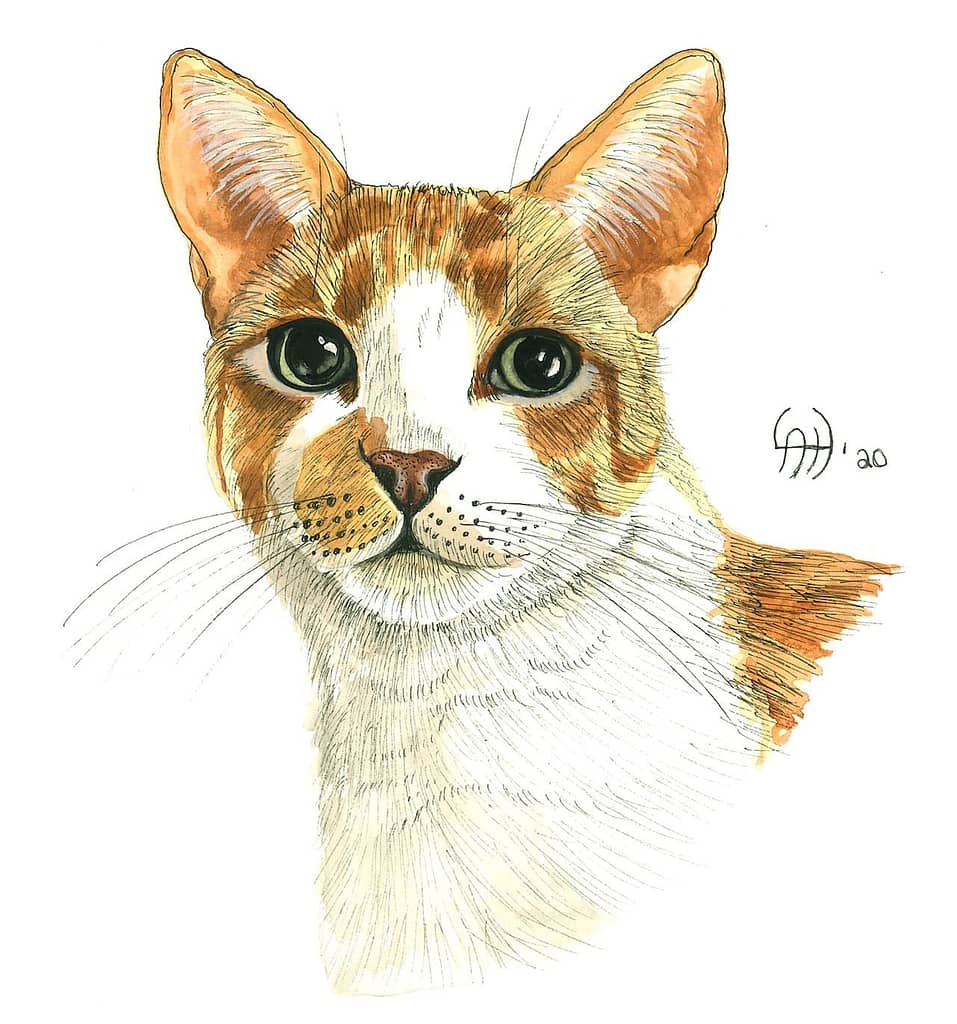 Cat Art - Linda Hughes