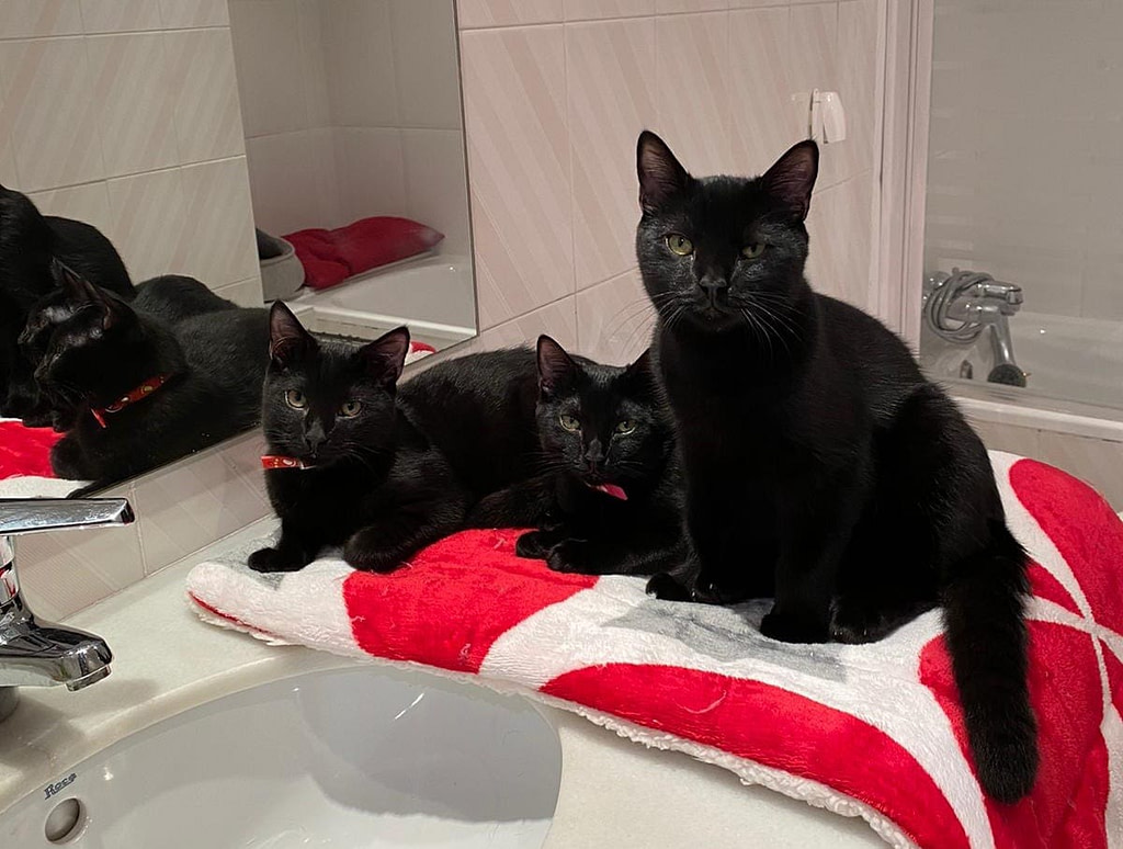 Teddy, Zoe & Blue - cats for adoption