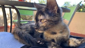 Teka - cat for adoption
