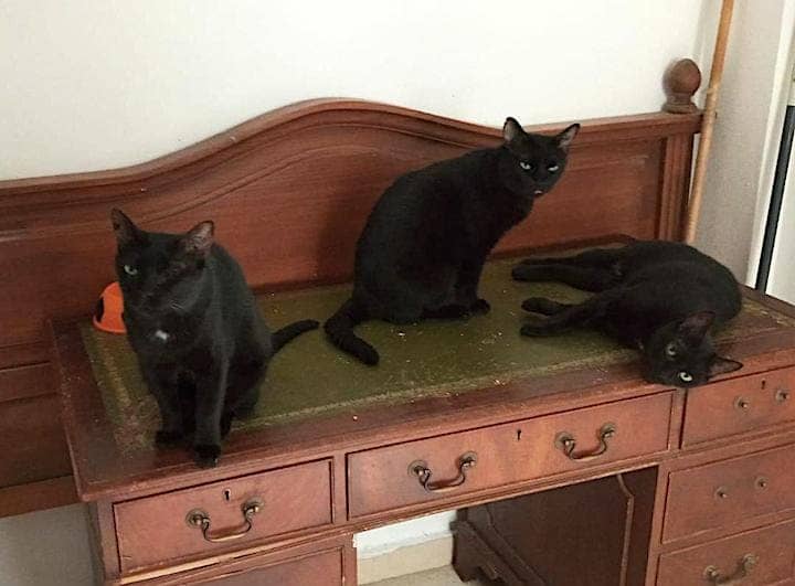 3-gatos-negros