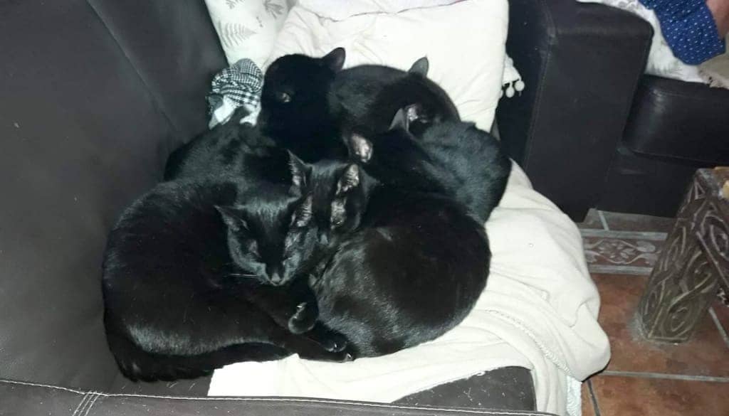 5-gatos-negros