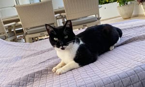 Felix - cat for adoption